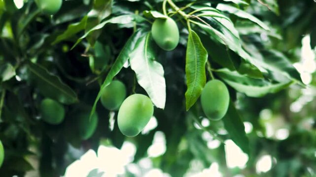 green mangoes hanging on tree branch with leaves in bright daylight