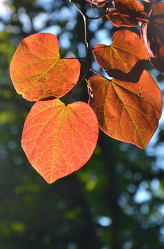 Cercis canadensis 'Forest Pansy' redbud tree branch with red heart shape leaves texture . Closeup, outdoors, nature , landscape, trees, natural environment.