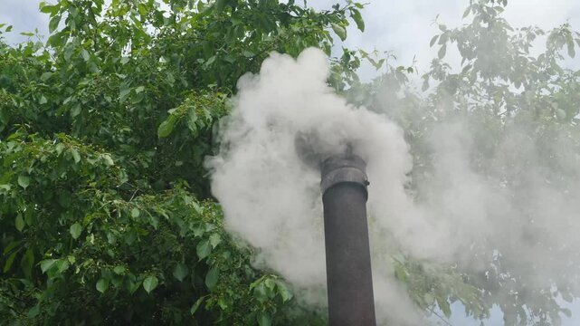 Plumes of thick white smoke envelop a chimney pipe against a backdrop of green trees. Close-up of intense smoke coming from a stovepipe in a country house yard