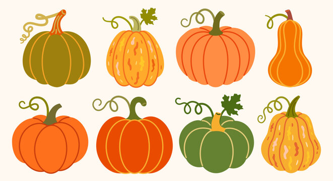 Pumpkins collection. Flat vector set featuring assorted decorative squash varieties with different shapes, sizes and textures, including ribbed, smooth and pear-shaped botanical elements.
