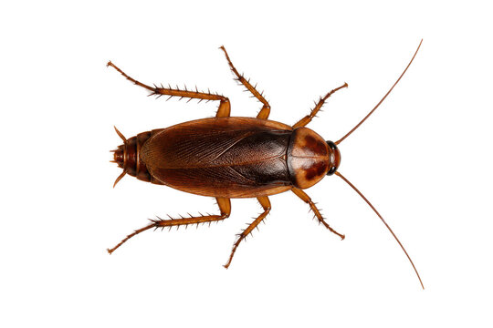 Top view of a brown cockroach isolated on a white background, detailed insect specimen with extended antennae, scientific entomology reference, pest control and household infestation concept