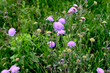 Field scabious, .Knautia arvensis flowers closeup selective focus © wiha3