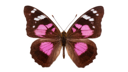 Brown butterfly with pink and white wing patterns © Ari