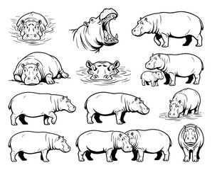 Hippopotamus character set. Black ink line art. African wildlife nature theme. For sticker and apparel design. Suitable for educational books and tattoos.