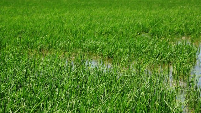 Rice plants growing in shallow water of irrigated paddy field in Ebro Delta, Spain