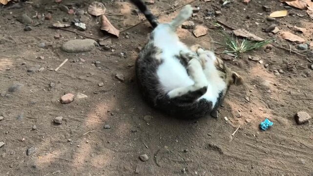 Playful domestic tabby cat rolling on its back on the dirt ground and yawning outdoors
