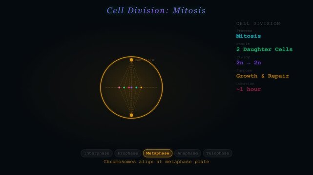 Mitosis Cell Division Animation Showing Chromosome Separation and Daughter Cell Formation Stages