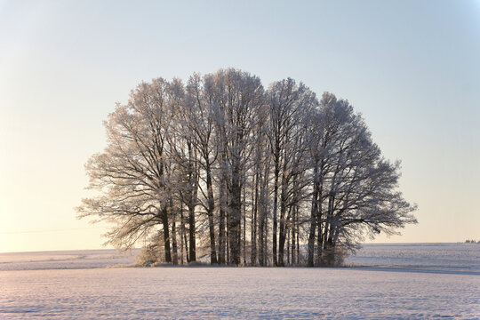 A solitary field copse of deciduous trees covered with frost on a quiet winter morning. The leafless trees stand in a snow-covered agricultural landscape, illuminated by soft winter sunlight.