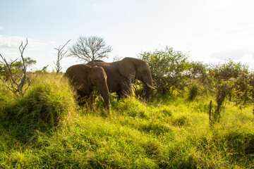 Fototapeta premium Elephants in the Paul Kruger National Park