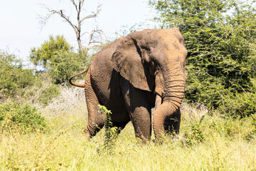 Fototapeta premium Elephants in the Paul Kruger National Park
