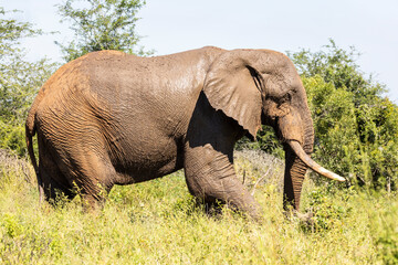 Obraz premium Elephants in the Paul Kruger National Park