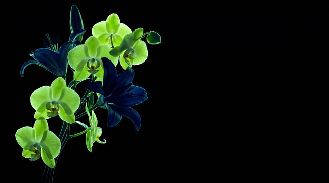 Electric lime orchids and indigo lilies on left of black background with wide right copy space