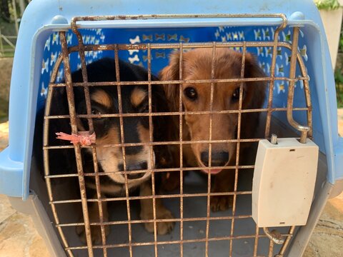 Two adorable dachshund dogs inside a pet carrier in Jakarta, Indonesia, looking curious and hopeful. Close-up front view with eye focus, ideal for pet care, adoption, travel, rescue, companionship the