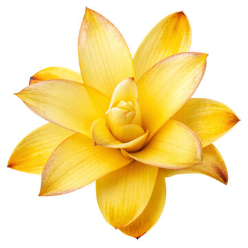 turmeric flower on a white background