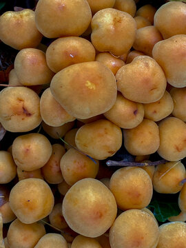 close up of a bunch of yellow mirabelle mushrooms in autumn