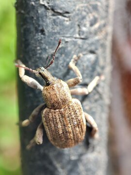 Donus zoilus. Escarabajo marr&oacute;n. Gorgojo de la hoja de tr&eacute;bol. 