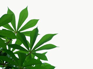 Fototapeta premium Cassava leaves macro isolated white background