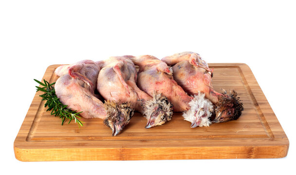four quails in studio