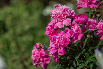 A lush bush of peonies © Александра Плискова