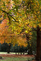 Fototapeta premium Colorful leaves on the trees in autumn season.