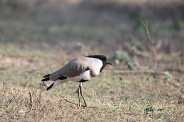Obraz premium The river lapwing (Vanellus duvaucelii) is a lapwing species which breeds from the Indian subcontinent eastwards to Southeast Asia.
