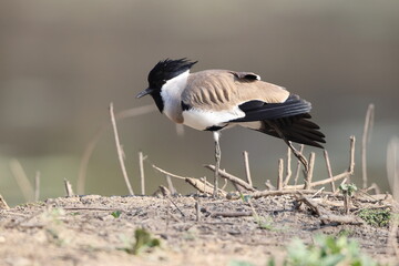 Fototapeta premium The river lapwing (Vanellus duvaucelii) is a lapwing species which breeds from the Indian subcontinent eastwards to Southeast Asia.
