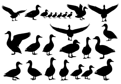 Set of black silhouettes of ducks and ducklings in various poses and walking or flying positions