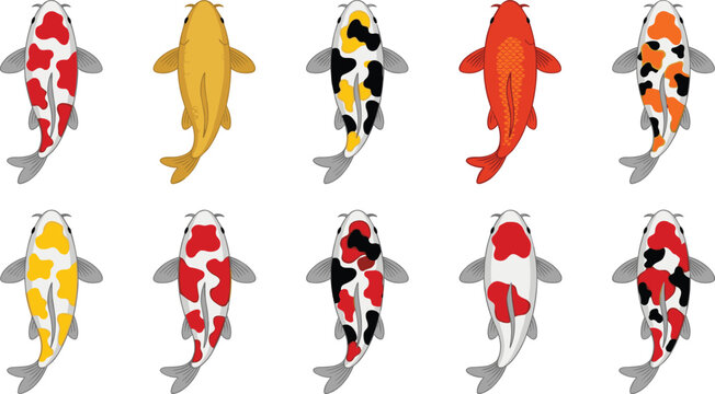Japanese koi fish carp vector collection set featuring diverse colorful varieties like kohaku sanke and showa swimming top view isolated on white background