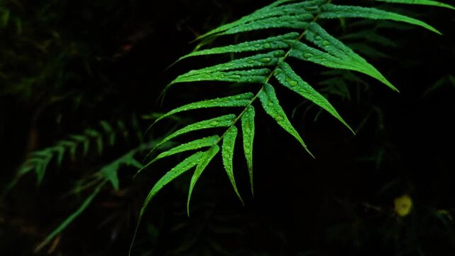 fern in the forest