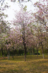 Naklejka premium Scenic vertical view of blossoming pink orchid trees in full bloom under a bright seasonal sky.