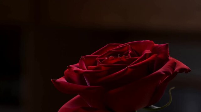 Slow motion dolly tracking close up of red rose unfurling petals on stem in dark indoor studio with soft side lighting and dramatic moody backdrop