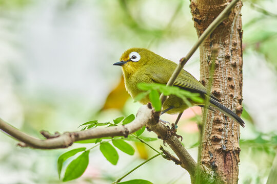 Close-up of a Japanese white-eye bird perched on a leafy branch in green woods