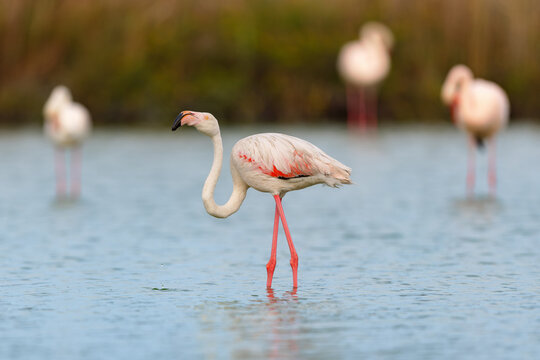 Greater flamingo (Phoenicopterus roseus) standing in the shallow water of a lagoon in the Camargue, France.