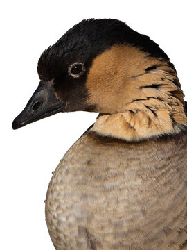Hawaiian goose or nene Branta sandvicensis portrait isolated on transparent background