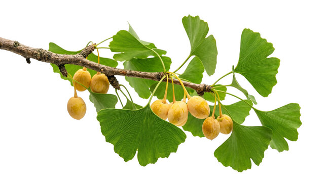 Ginkgo biloba branch with leaves and yellow fruits isolated on transparent background