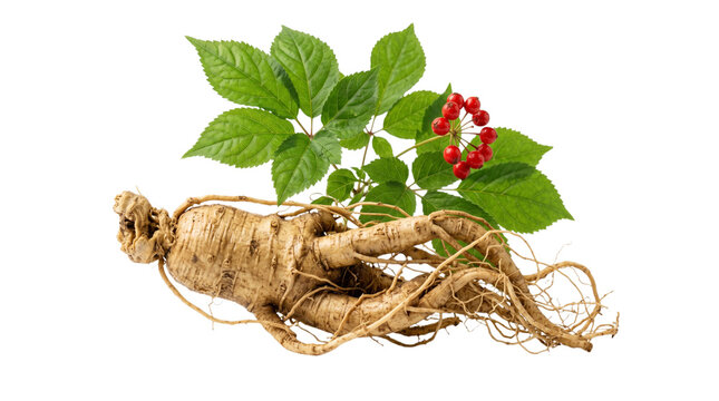 Ginseng plant with root, leaves, and red berries isolated on transparent background