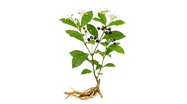 Sarpagandha plant with root, leaves, flowers, and berries isolated on transparent background