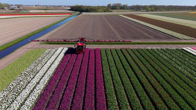 Aerial view of colorful tulip rows with white, pink, purple, red, and green bands, red agricultural machine working in the field, canal, trees, and rural landscape under clear daylight conditions