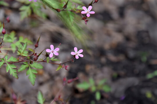 A closeup shot of purple herb-robert pink flower, Geranium robertianum. Photo with shallow focus taken in Delft, Netherlands.