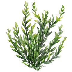 Fototapeta premium Elodea, elegant watercolor vector illustration, isolated on a white background.