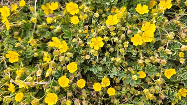 Beautiful background of many small yellow wildflowers blooming in green grass, top view full frame pattern of yellow potentilla flowers in spring meadow