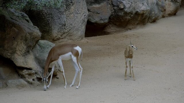 blesbok antelope from south africa, zoo