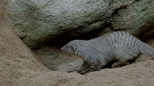 mongoose in a zoo walking around