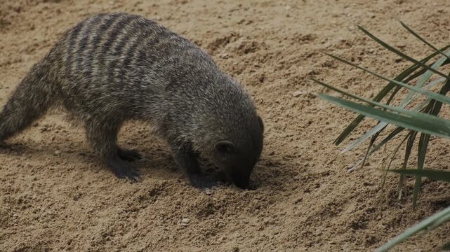mongoose in a zoo walking around