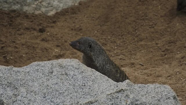mongoose in a zoo walking around