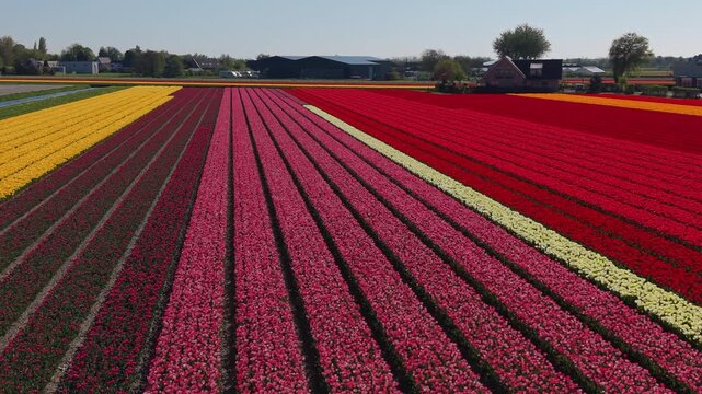 Aerial view of colorful tulip fields with yellow, red, pink, and white flower rows, farm buildings, trees, and rural landscape under clear daylight conditions