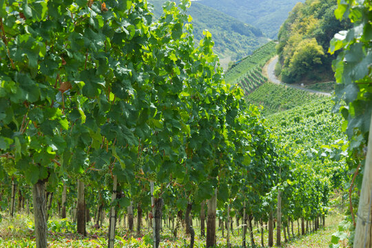 Traditioneller Weinbau in einer sonnigen Steillage auf  einen gewundenen Wirtschaftsweg  an der Ahr