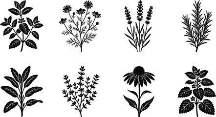Black Silhouette Collection of Medicinal and Aromatic Herbs with Leaves and Flowers for Botanical Design © MdAsraful