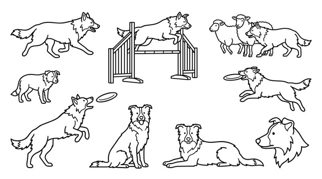Outline black and white border collie vector illustration set featuring active herding dogs running jumping catching flying disc playing with sheep and sitting in simple line art style.