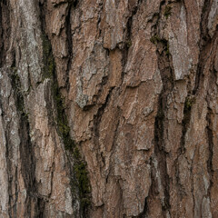 Obraz premium Weathered tree bark texture with layered gray brown plates green moss in crevices and rugged vertical ridges creating a natural forest background for organic detail and rustic design